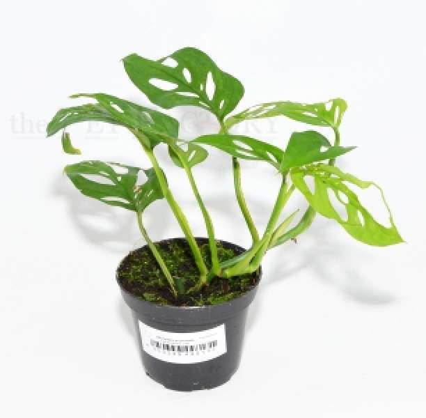 Monstera acuminata L